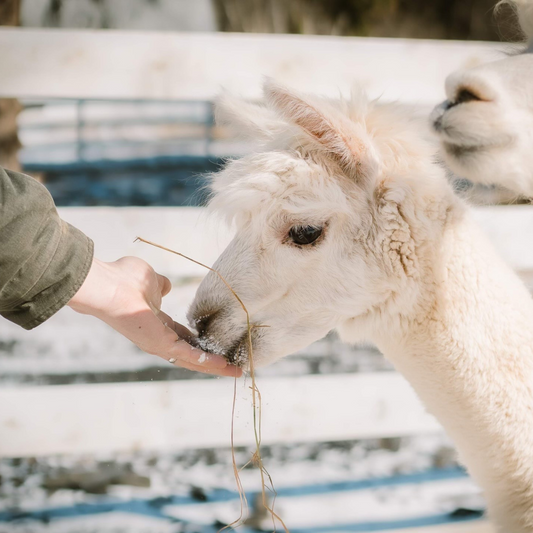 Private Alpaca Walk - Double Adult Ticket